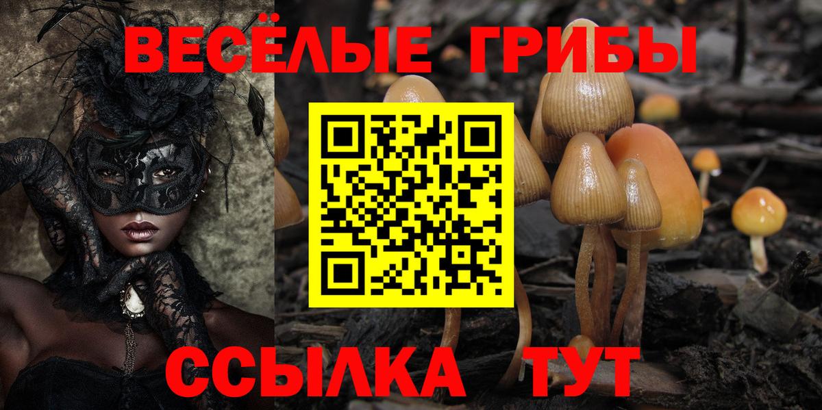 Псилоцибиновые грибы Psilocybe Елец